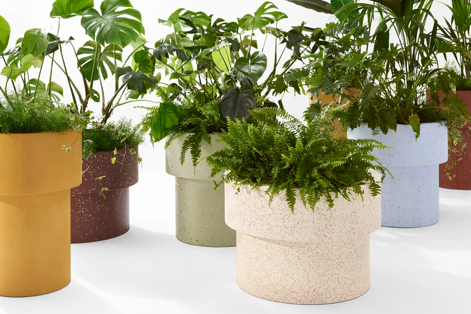 erasmovases (3)
