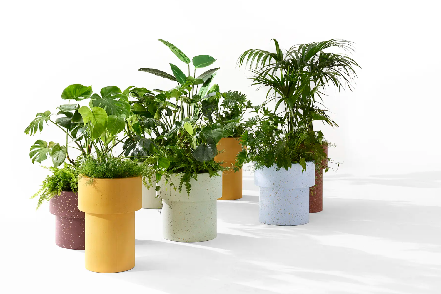 erasmovases (4)
