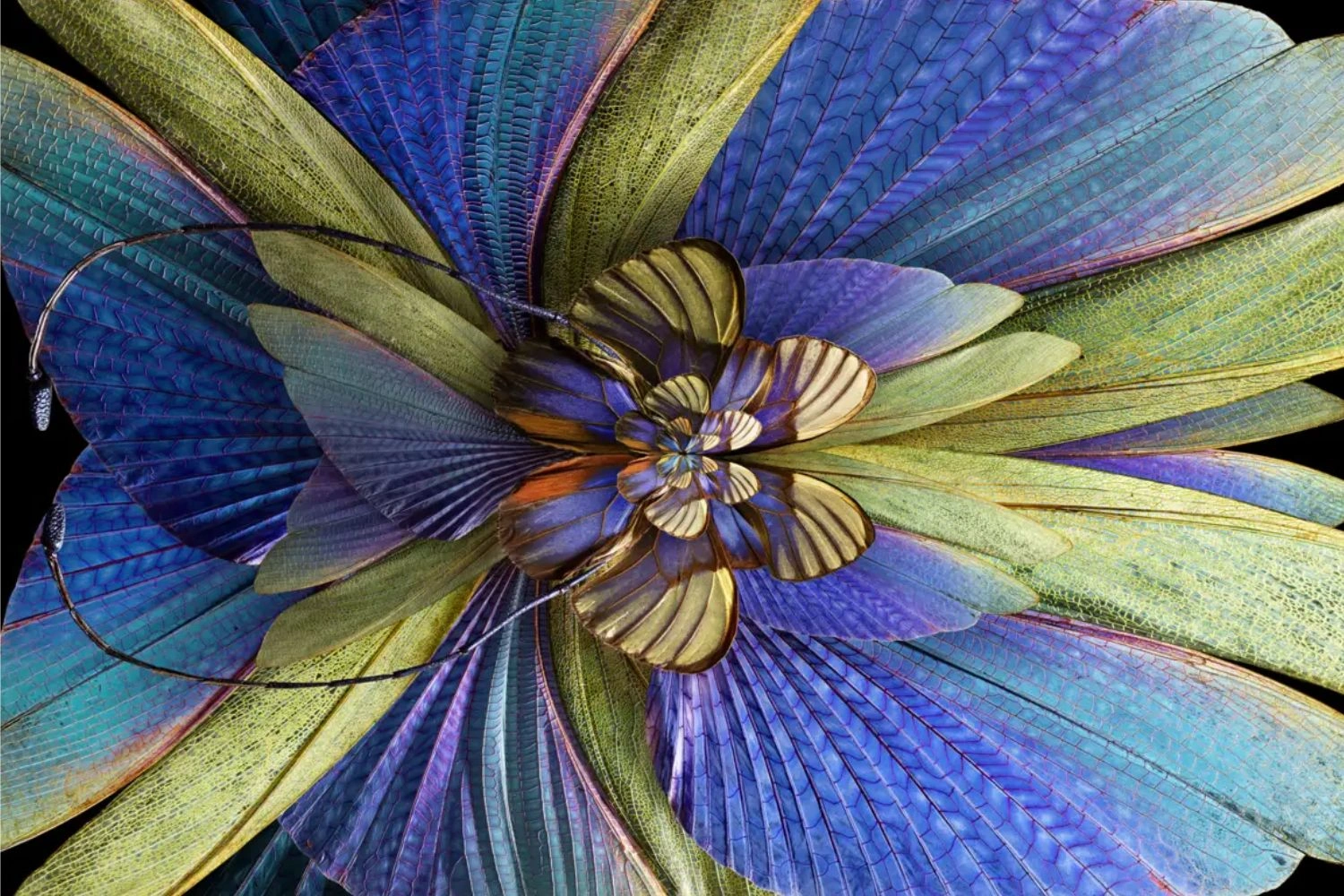 tapete mimesis 6