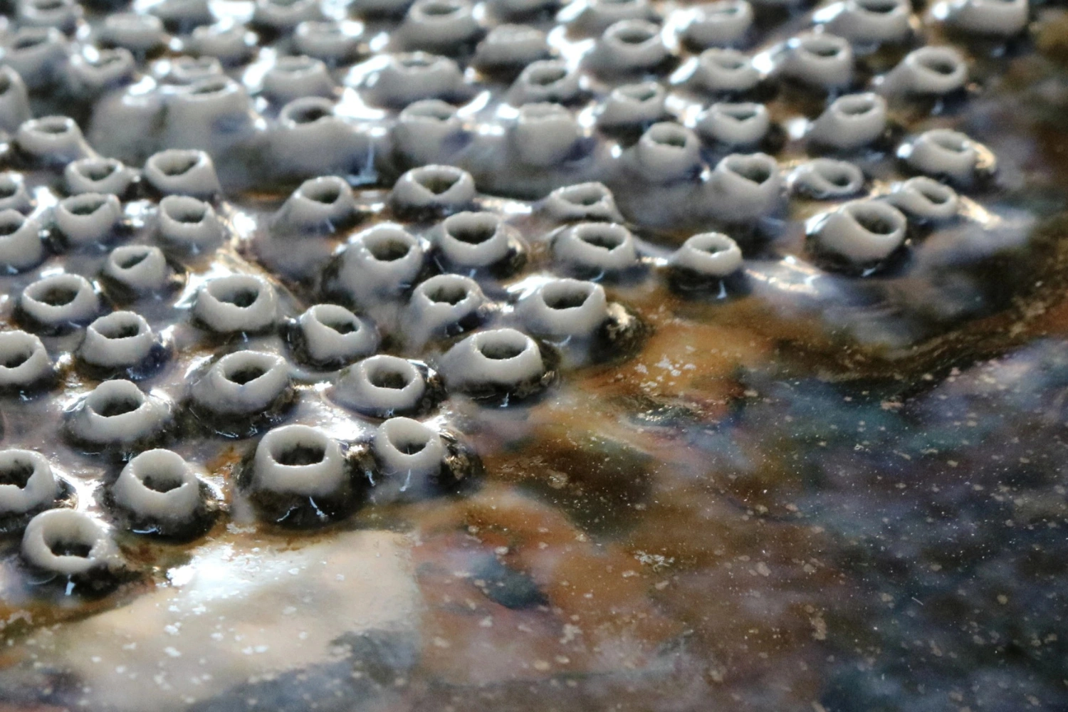 Escultura de Parede Porifera 5