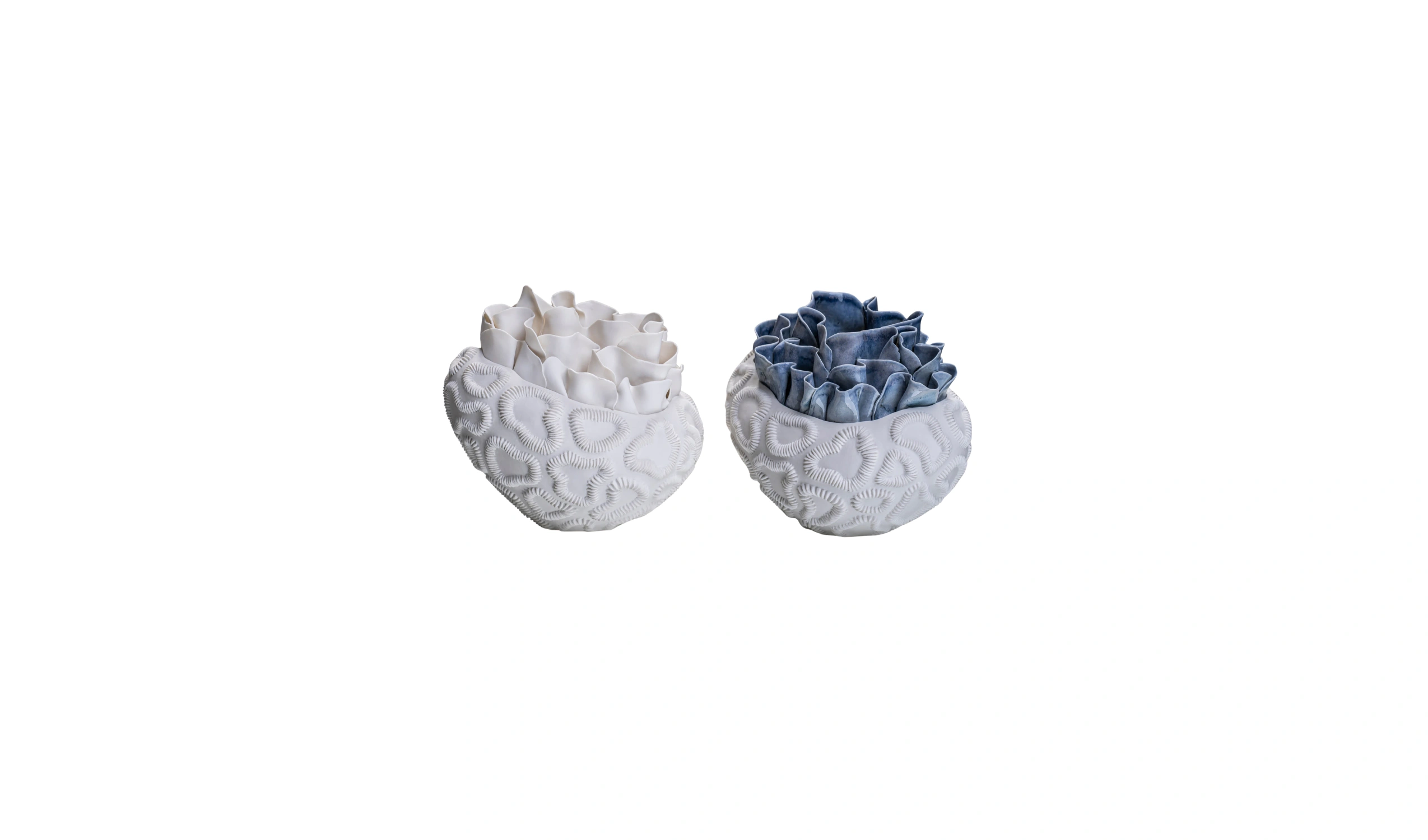 Vaso Anthozoa Antholia 1