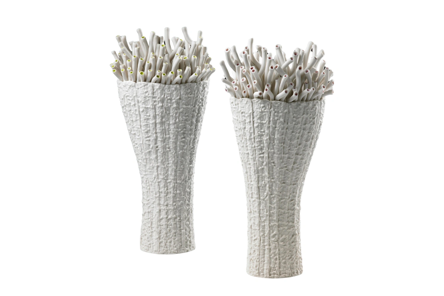 Vaso Anthozoa Attinia 1