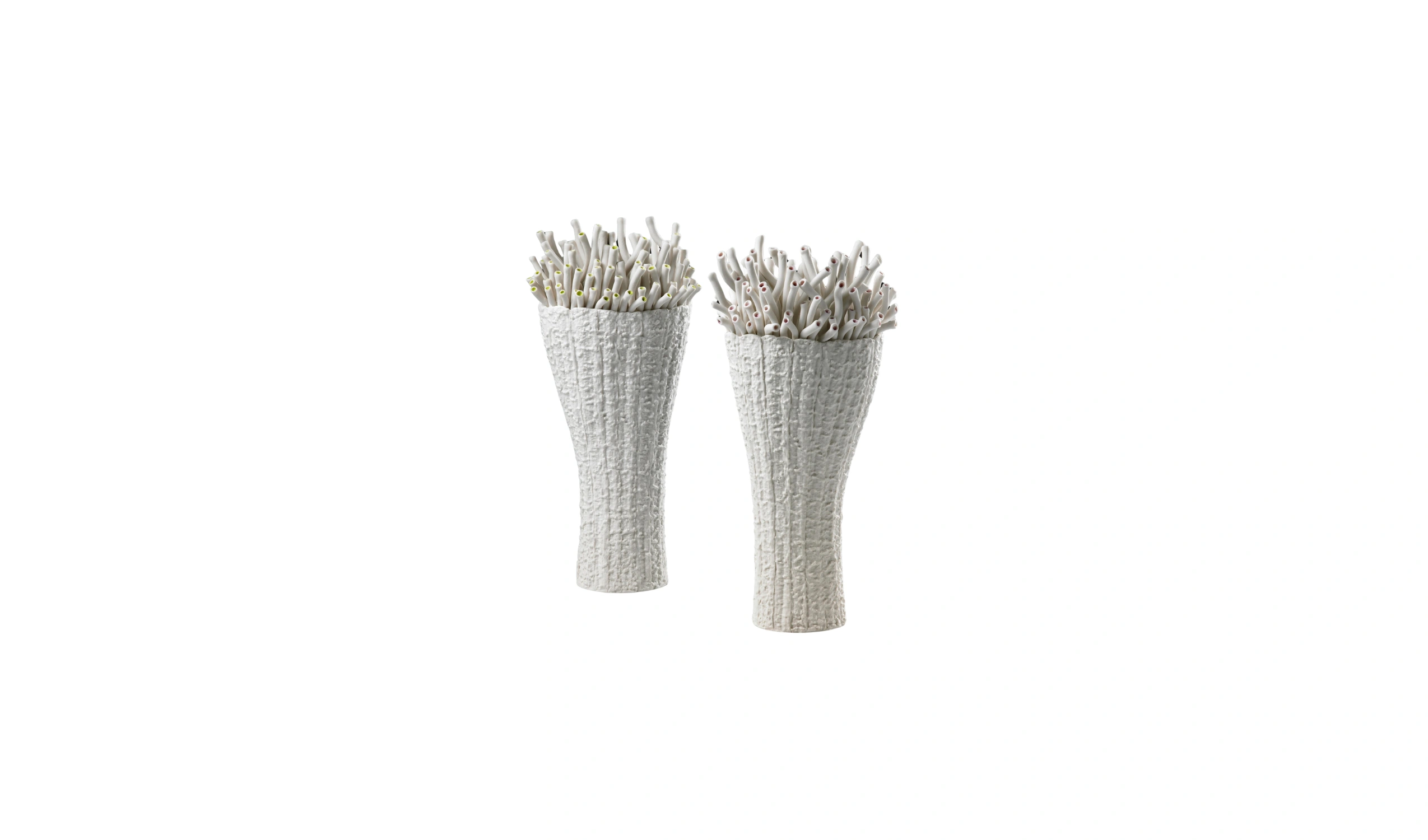 Vaso Anthozoa Attinia