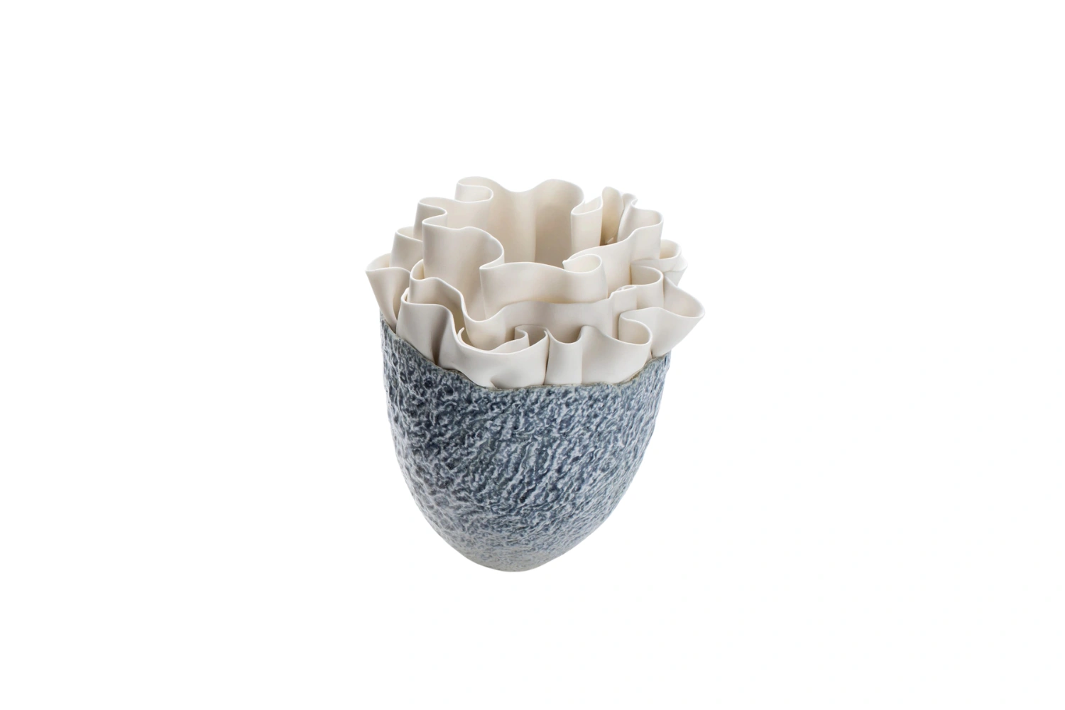 Vaso Anthozoa Fiordimar 2