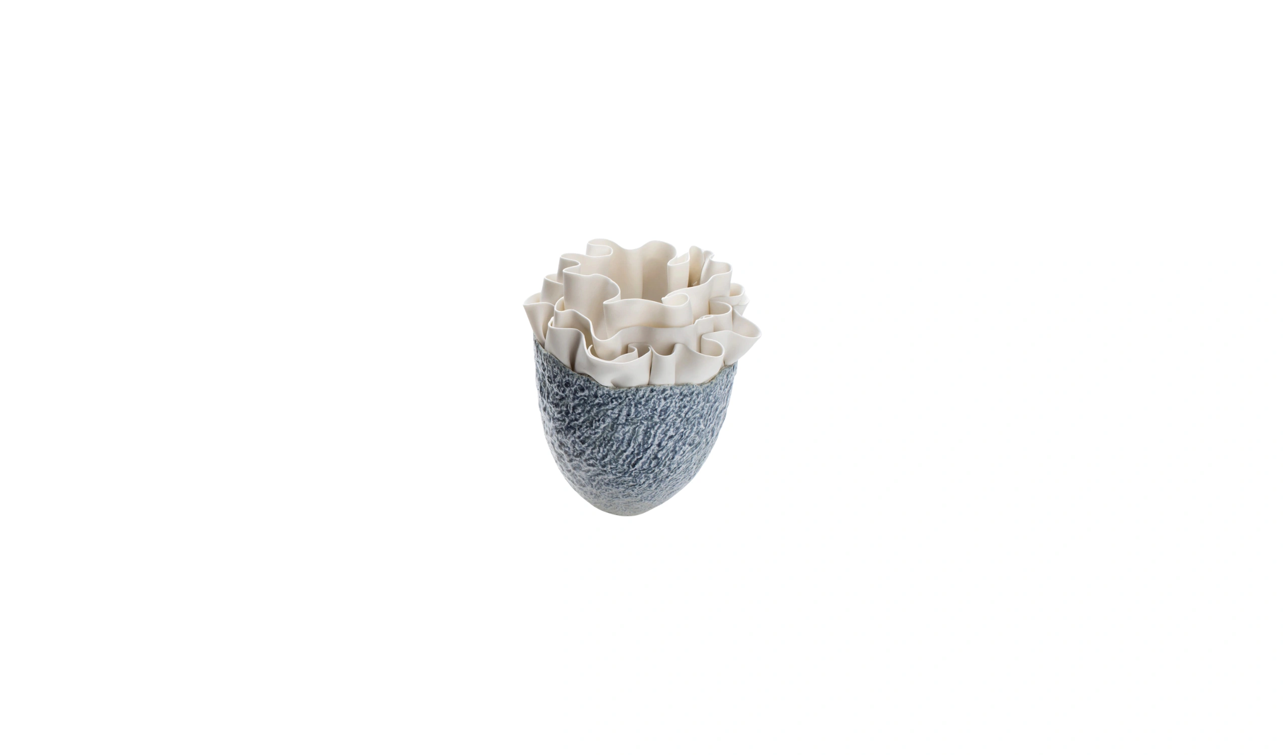 Vaso Anthozoa Fiordimar