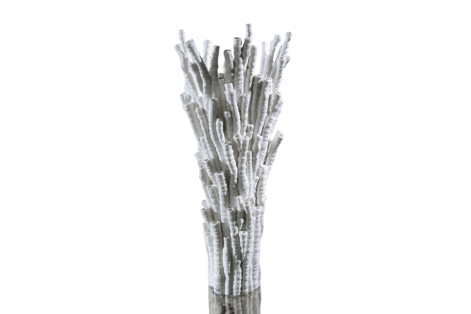Vaso Anthozoa Gorgo 2