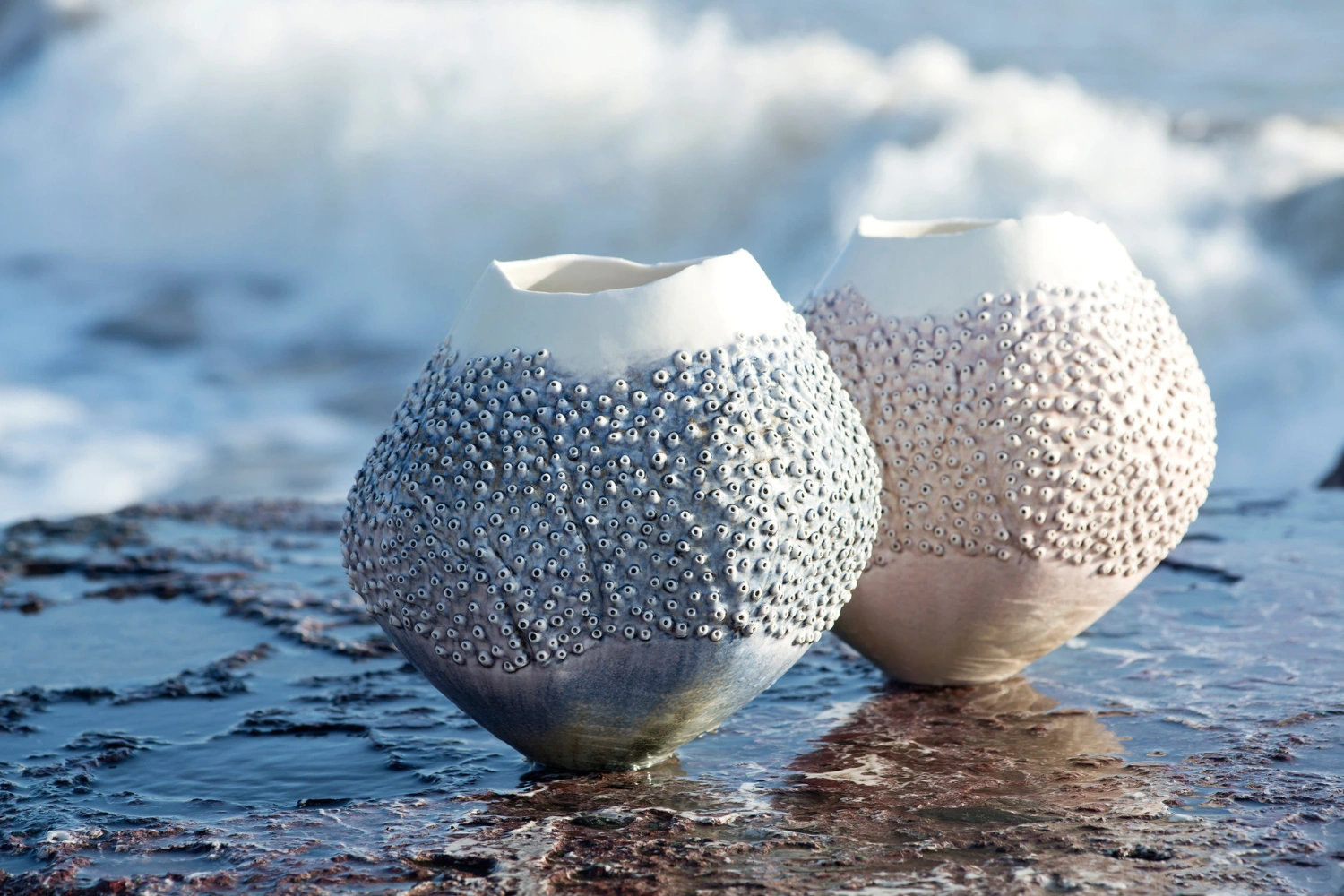Vaso Porifera Oceania 4