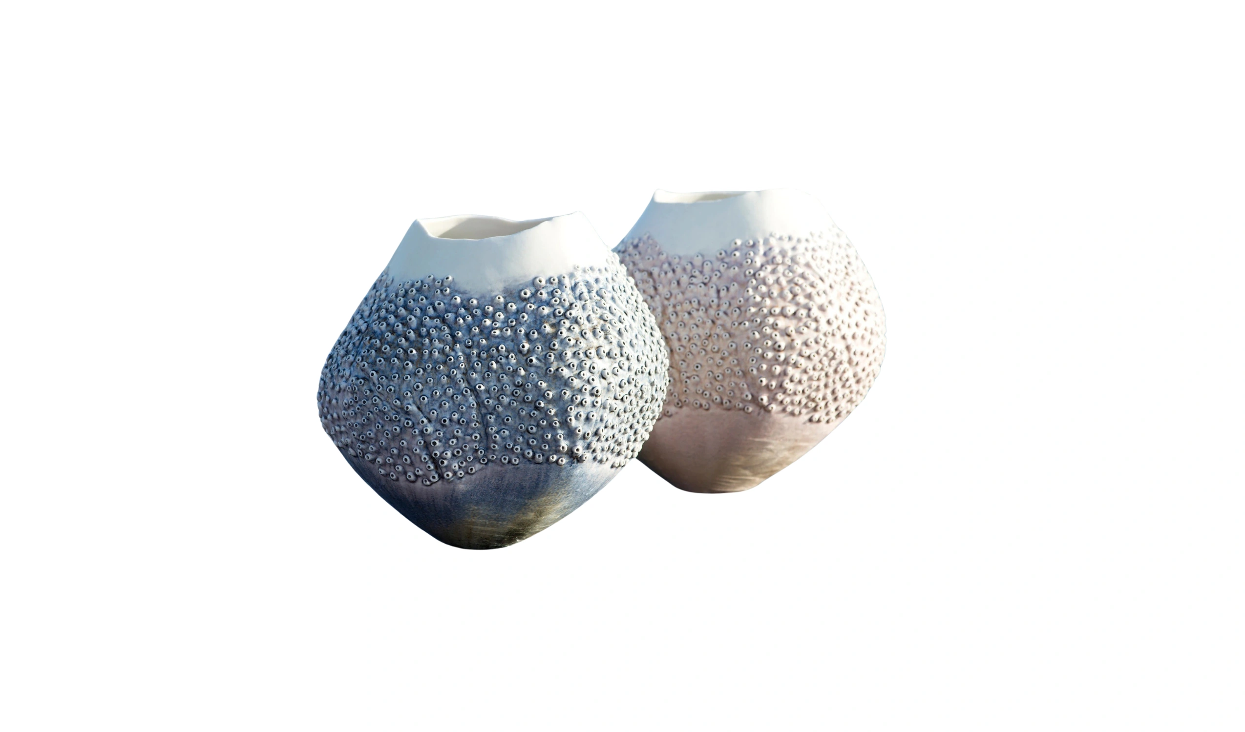 Vaso Porifera Oceania
