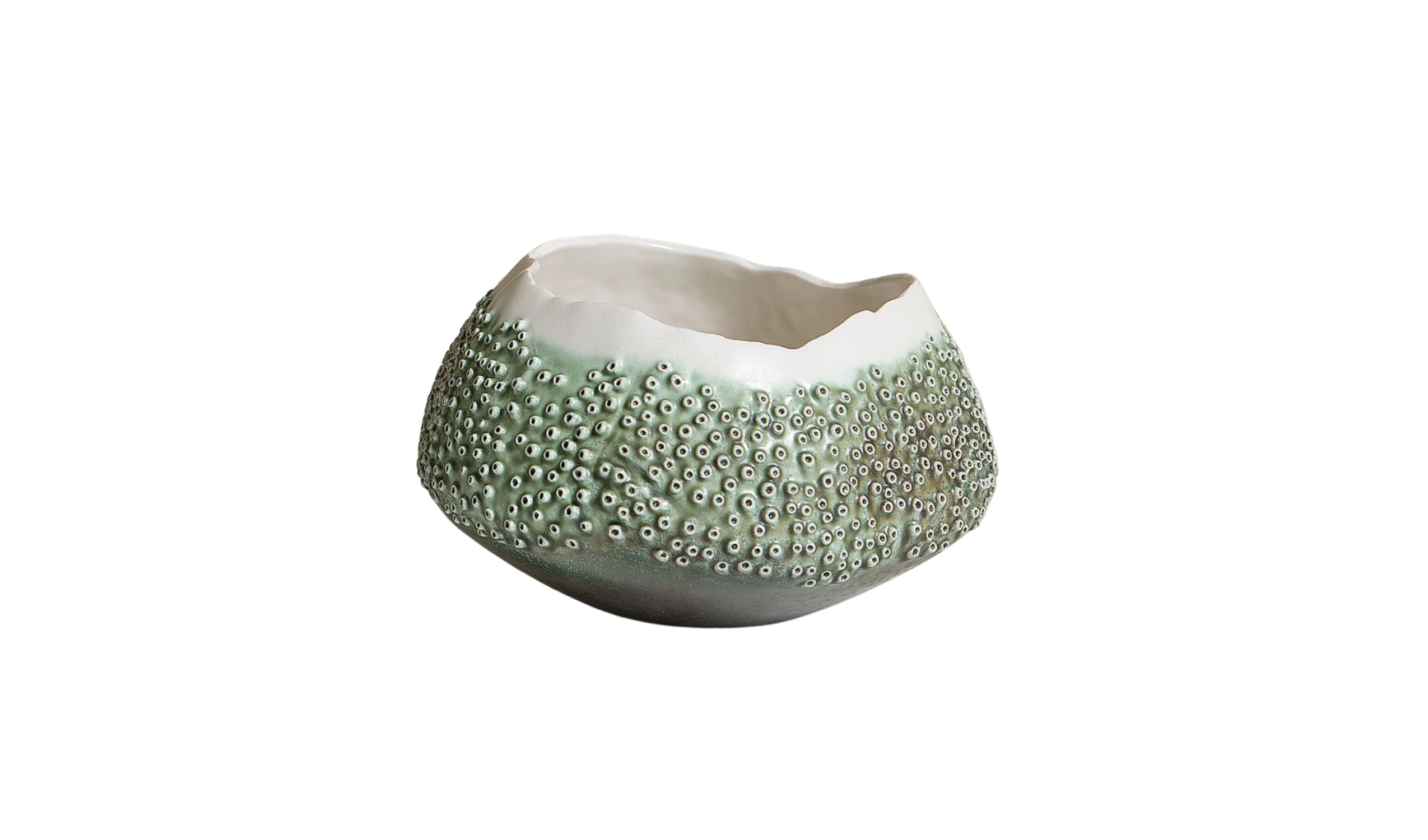 Vaso Porifera Oceano