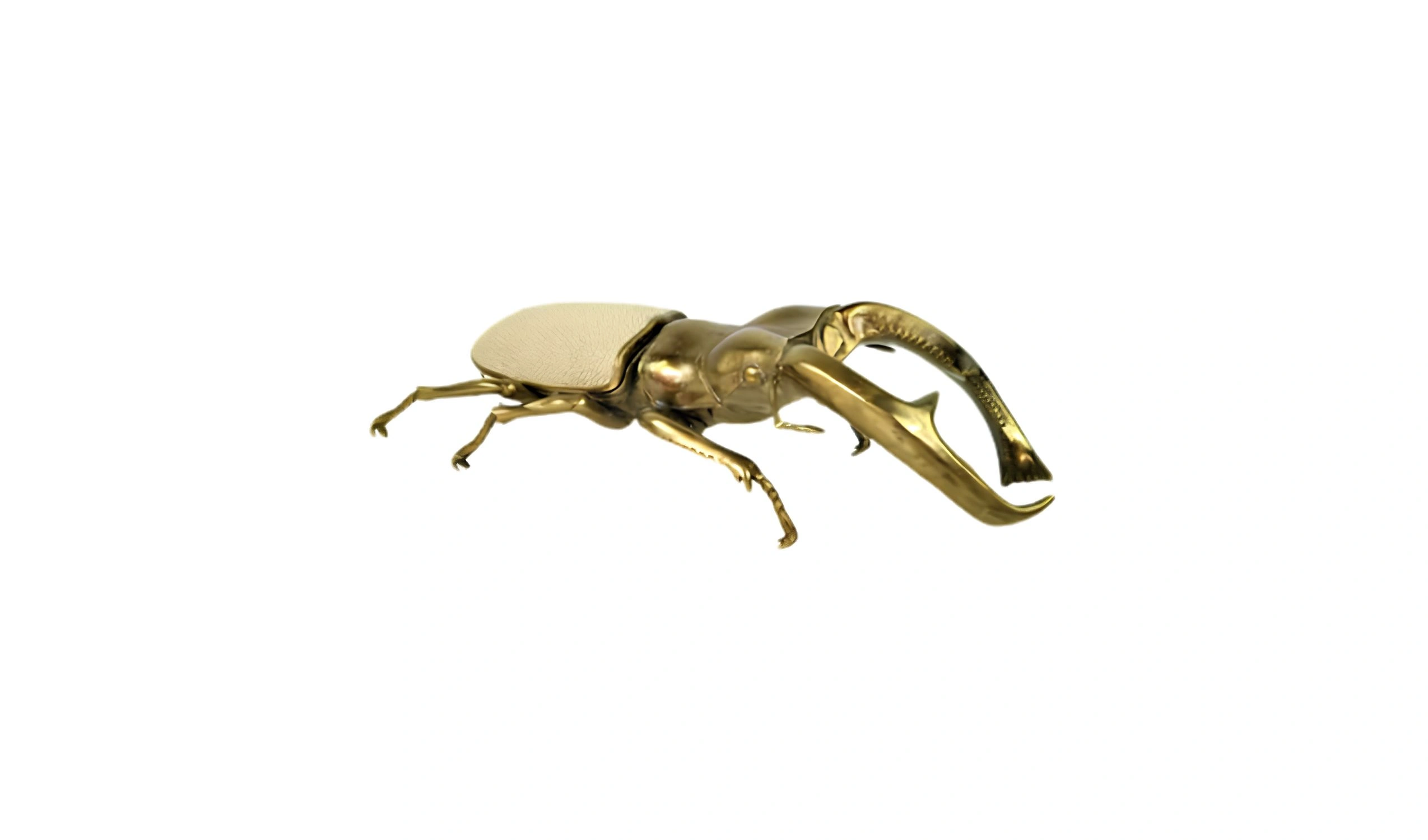caixa mandibularis 1