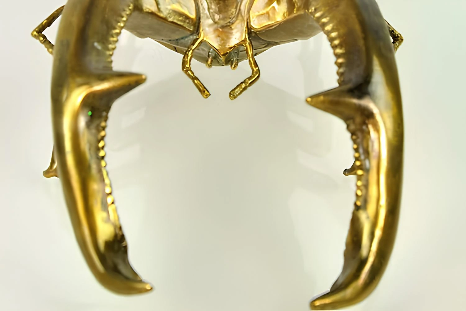 caixa mandibularis 4